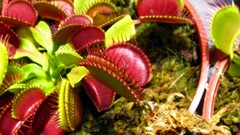 Plants Venus Flytrap meat eating plants