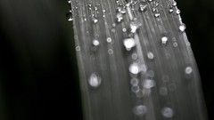 Plants water drops macro