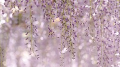 Plants wisteria flora