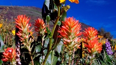 Plants yellow flowers blue