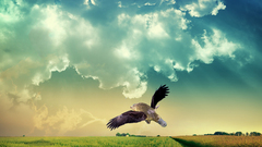 Platy omfg it platyeagle