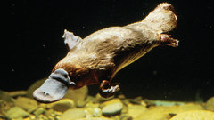 Platypus