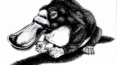 Platypus drawings