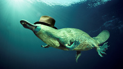 Platypus gentleman Perry the