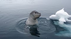 Pleneau Island Animals 2008