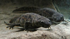 Pleurodeles waltl bud high