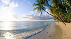 Point Pigeons palm trees Beaches shore caribbean Tobago