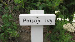 Poison Ivy ivy