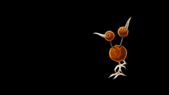 Pokemon black background Doduo