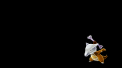 Pokemon Marowak black background