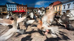 Poland Pigeons old town square