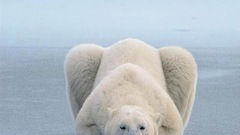Polar Bear Wild nature