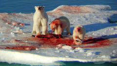 Polar Bears ice blood