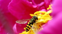 Pollen bees insects pink flowers