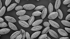 Pollen Lilies grayscale