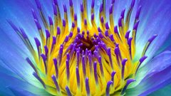 Pollen Water Lilies nature