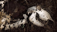 Poorhitler LUV dead gurls