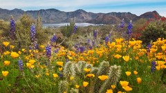 Poppies cactus Arizona lupine yellow flowers deserts