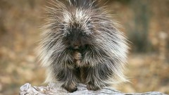 Porcupines