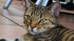 Portrait high Resolution einer getigerten schoenheit