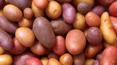 Potatoes