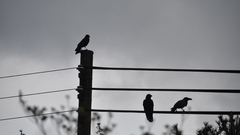 Power lines crows Birds