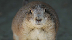 Prairie dog animal