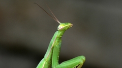 Praying Mantis
