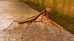 Praying Mantis