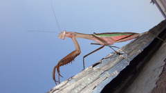 Praying mantis