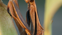 Praying mantis