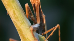 Praying mantis