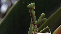 Praying mantis in Kona