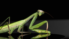 Praying mantis male european
