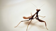 Praying Mantis white insects