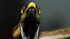 Predators snakes Reptiles national geographic open mouth
