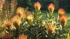 Pretty Succulent high