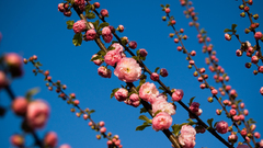 Prunus triloba wp by