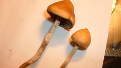 Psilocybe sp psilocybin mushrooms