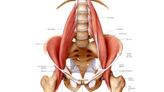 Psoas did someone say