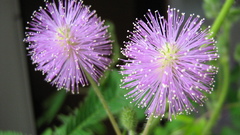 Pudica flowerwhere are The