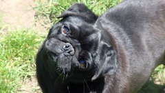 Pug Dogs Animals black