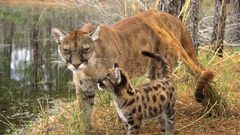 Puma baby animals