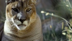 Puma national geographic