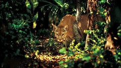 Puma Trees forests Animals