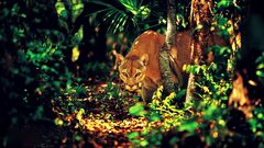 pumas jungle big cats Animals nature looking at viewer Green