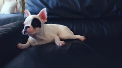 Puppies Boston Terrier