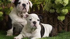 Puppies bulldog