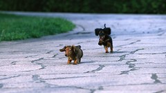 Puppies canine dachshund Animals