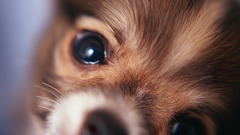 Puppies chihuahua Animals Dogs